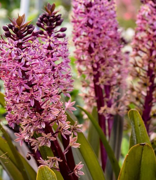 Eucomis 'Purple Reign'
